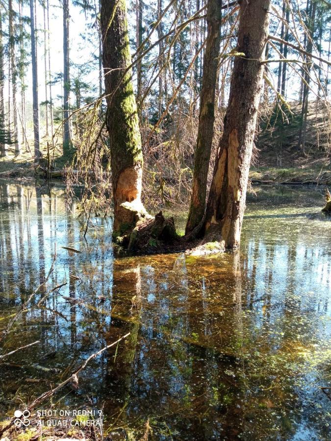 Domek Letniskowy Na Kaszubach, Borowy Mlyn, Jezioro Gwiazda Villa Exterior foto